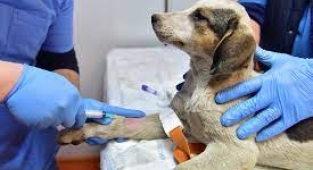 Bornova Belediyesi’nden can dostları için önemli hamle