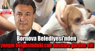 Bornova Belediyesi'nden yangın bölgesindeki can dostlara yardım eli